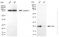 KD-Validated Anti-BAX Rabbit Monoclonal Antibody